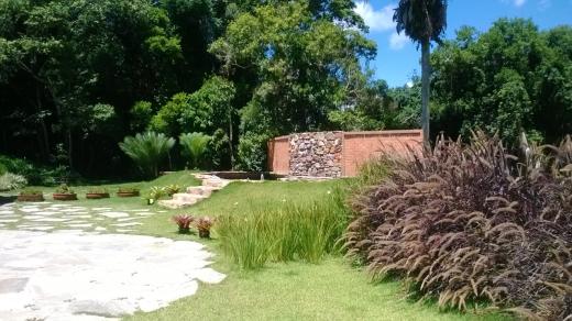 Plantas de fácil manutenção para Paisagismo Capins Plantas de fácil manutenção para Paisagismo Capins