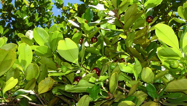 GRUMIXAMA (Eugenia brasiliensis)