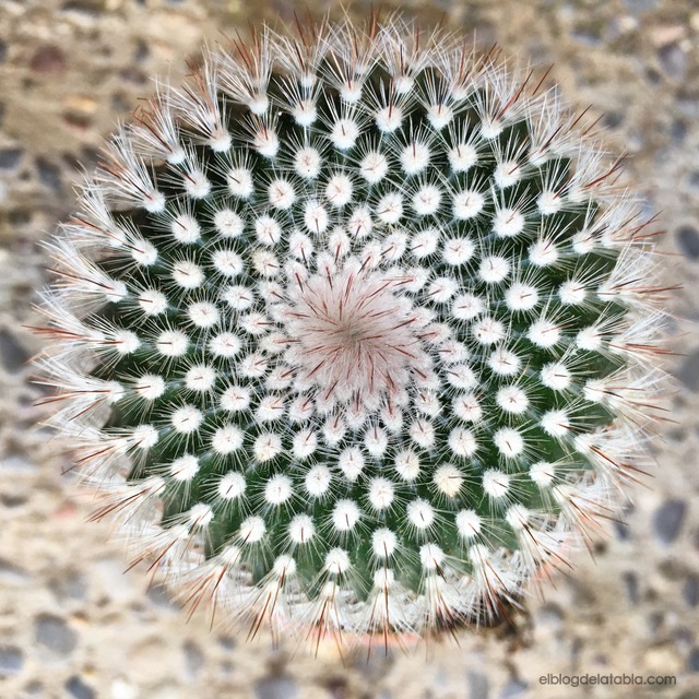 Cacto Cacto