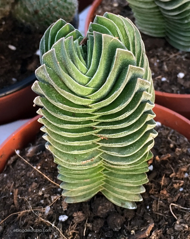 Suculenta Suculenta