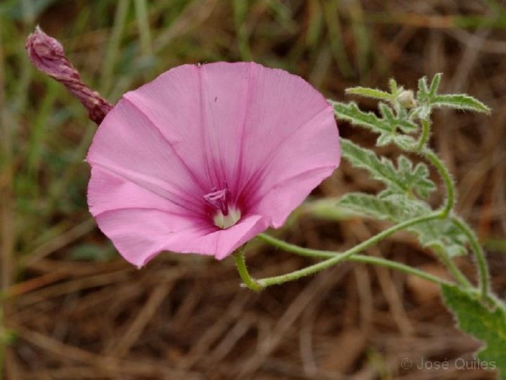 corriola-rosada (Convolvulus althaeoides)