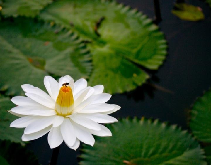 Nenúfar branco (Nymphaea lotus)