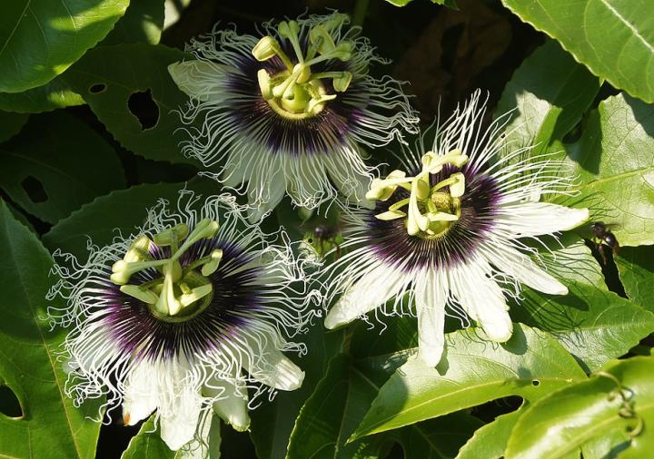 Flor de maracujá (Passiflora edulis)