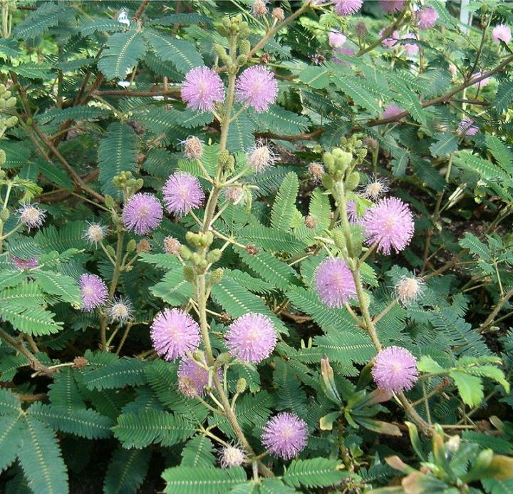Mimosa pudica Mimosa pudica