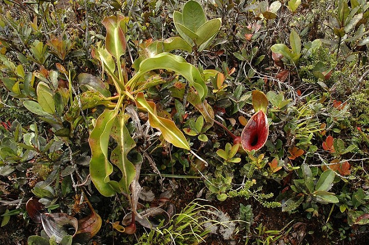N.lovii N.lovii