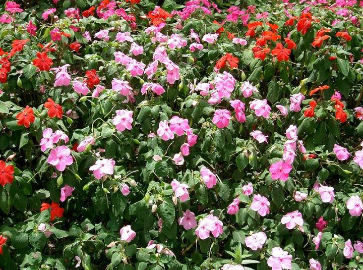 Impatiens Impatiens
