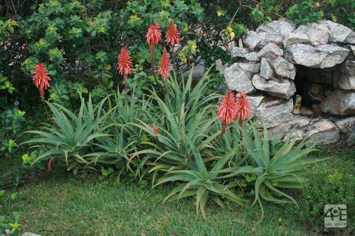 Aloe arborescens