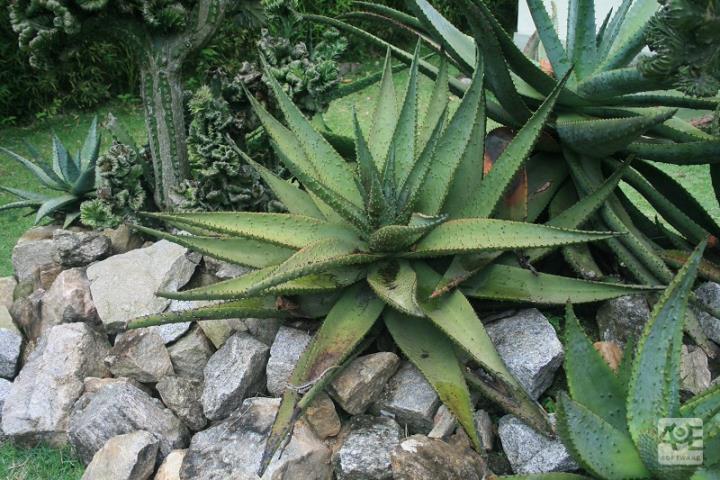 Aloe Ferox