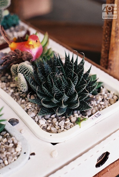 Aloe aristata