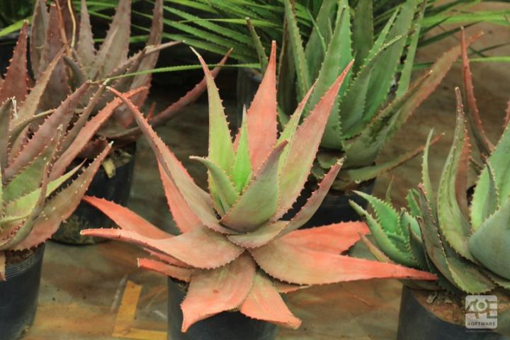 Aloe marlothii