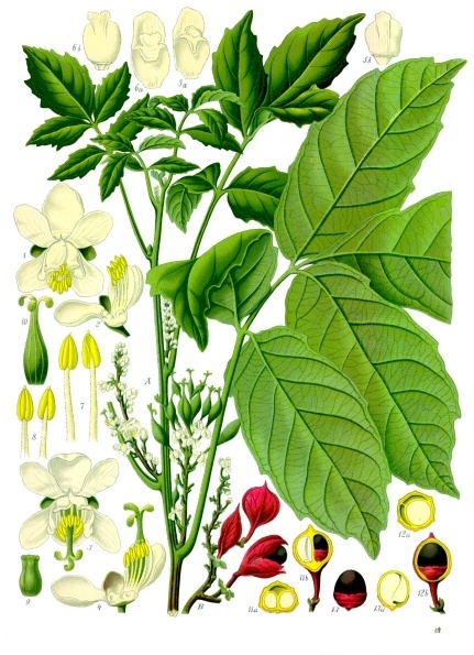 Guaraná Paullinia cupana