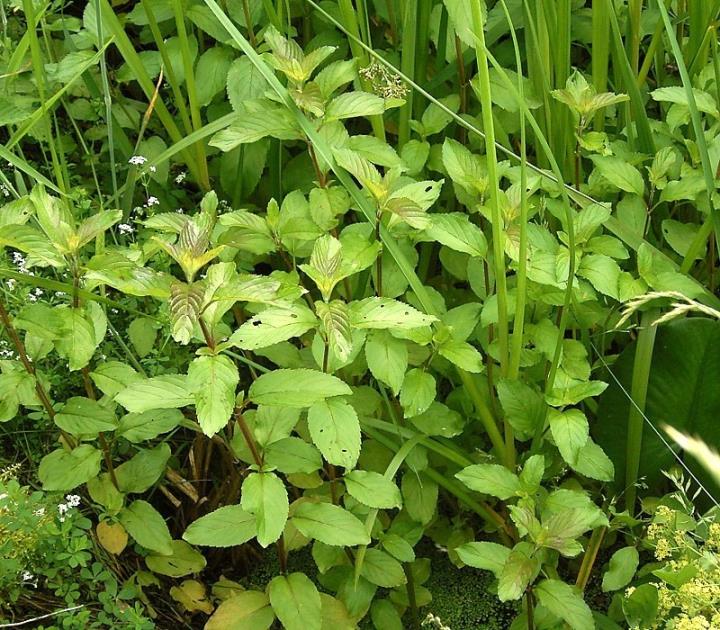 As plantas sabem se defender sozinhas