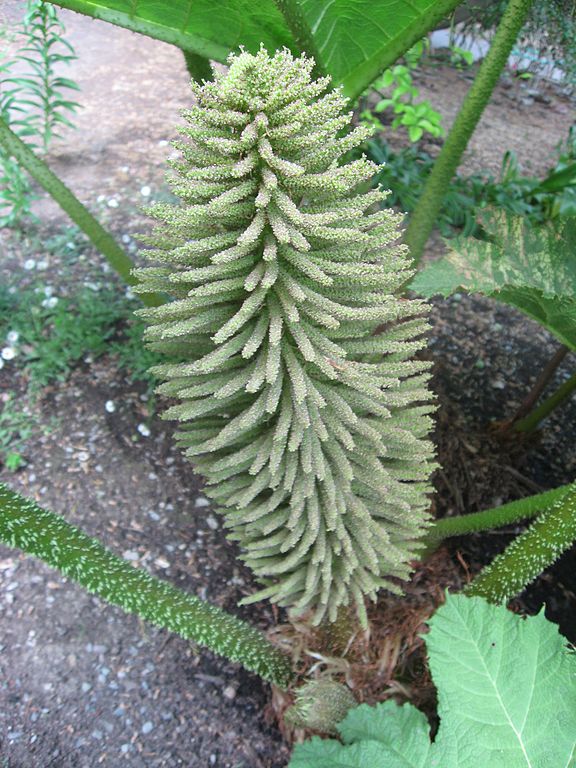 Botânica-gunnera