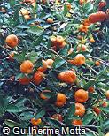 Citrus reticulata Citrus reticulata