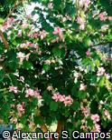 Bauhinia variegata Bauhinia variegata