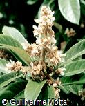 Eriobotrya japonica Eriobotrya japonica