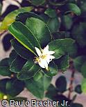 Citrus limon Citrus limon