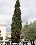 Cupressus sempervirens