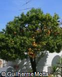 Citrus sinensis Citrus sinensis
